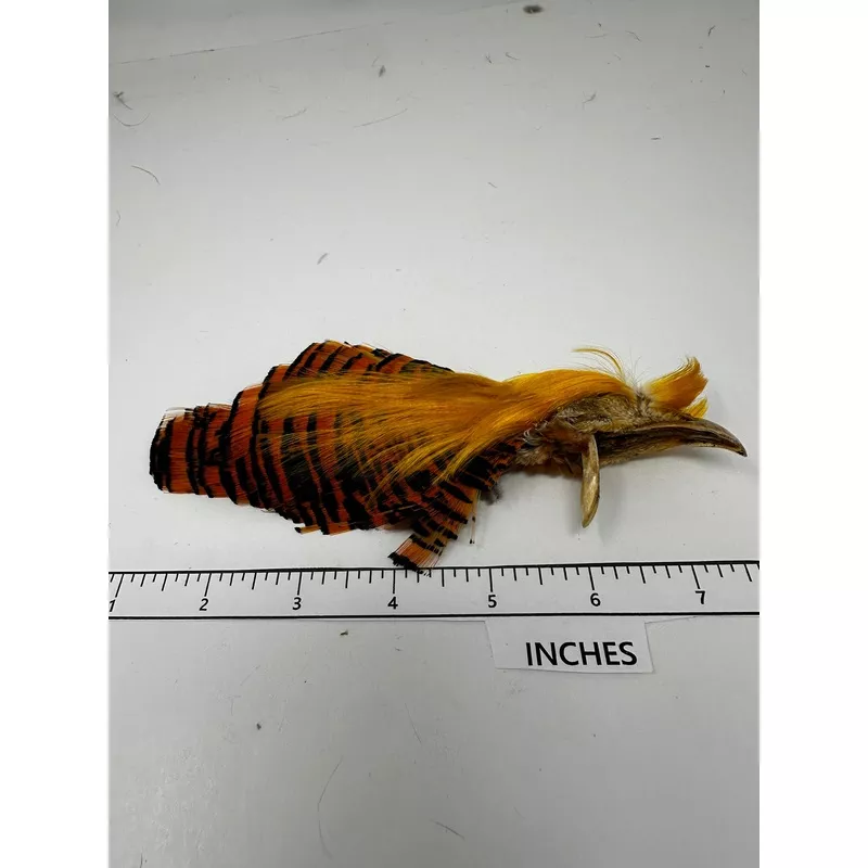 Golden Pheasant - Complete Neck and Crest