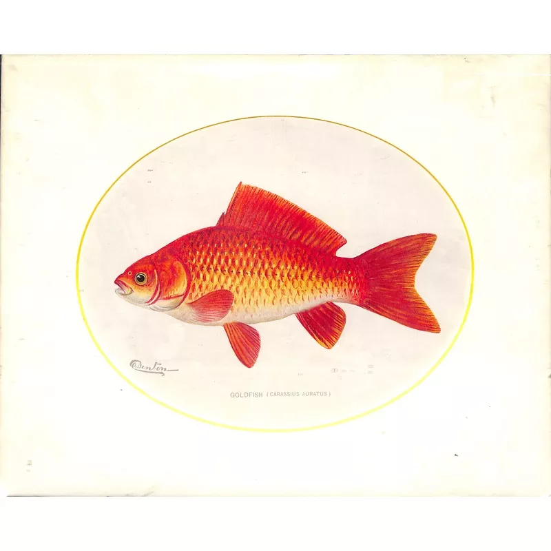 "Goldfish" by Sherman F. Denton